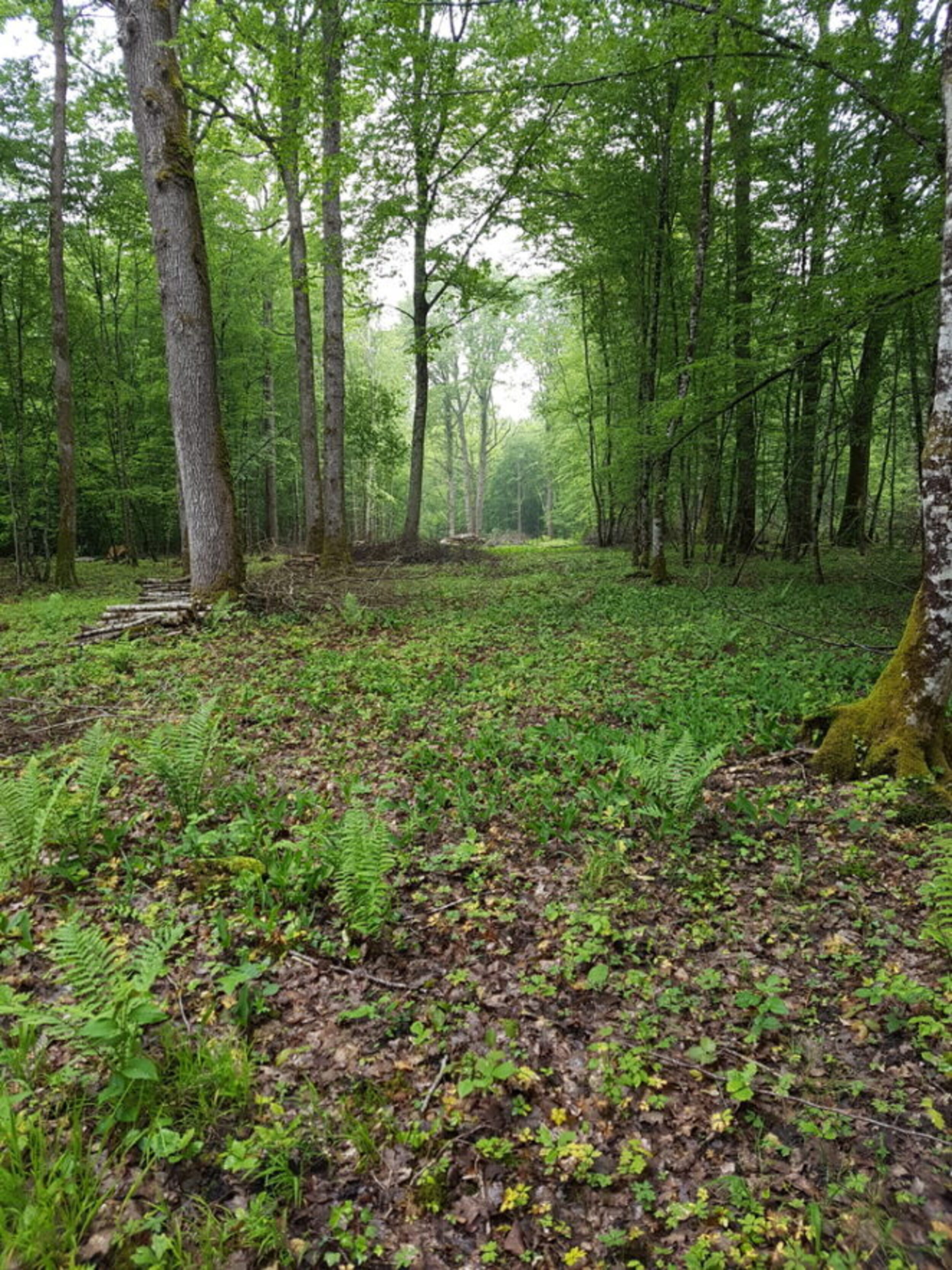 Photo de la forêt à vendre : Bois de Prévot