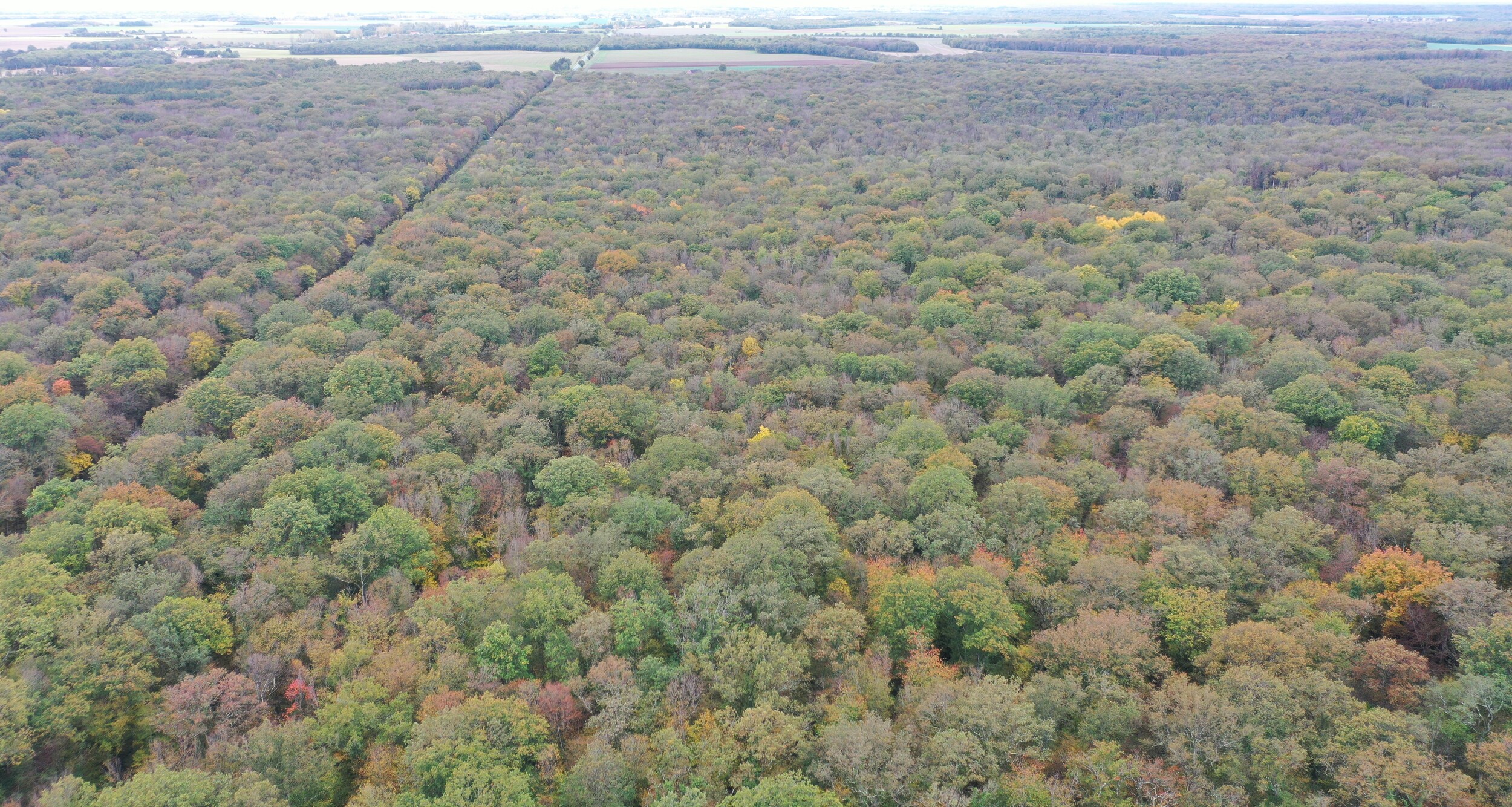 Photo de la forêt à vendre : Serruelles