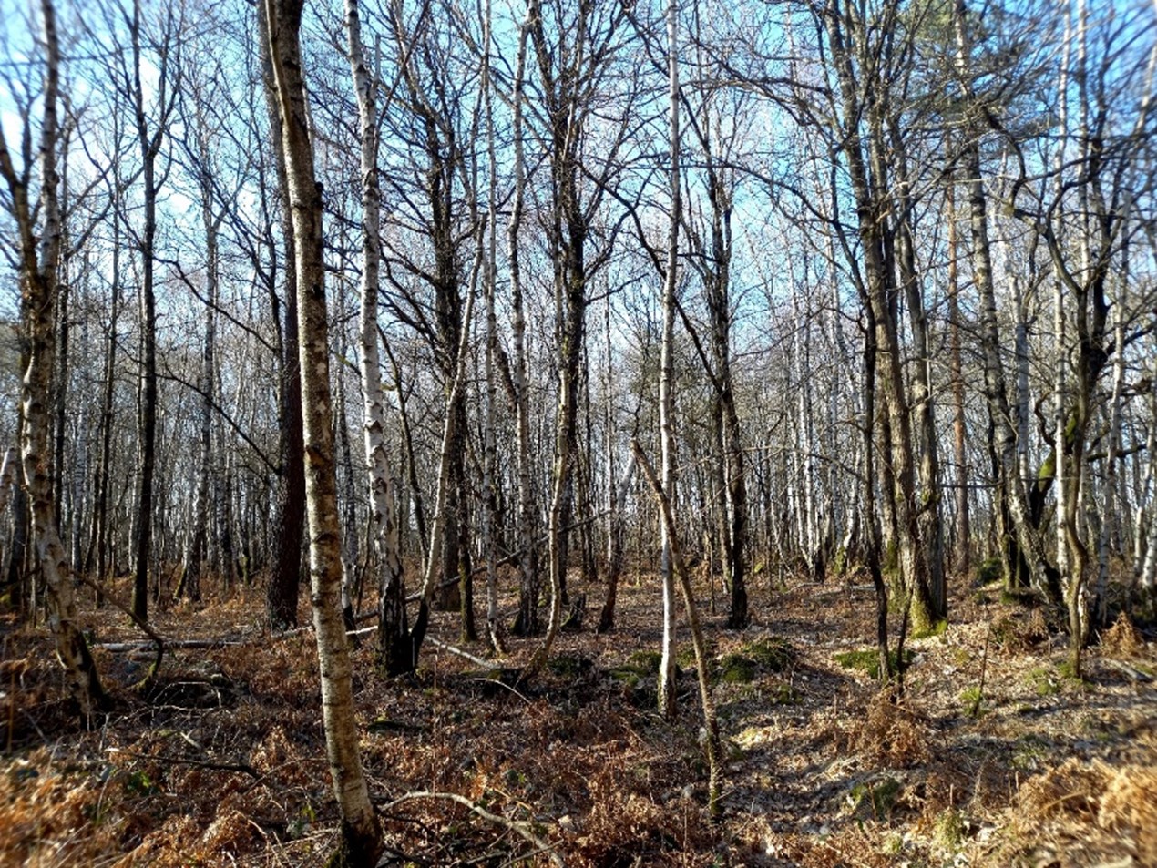 Photo de la forêt à vendre : Allonnes