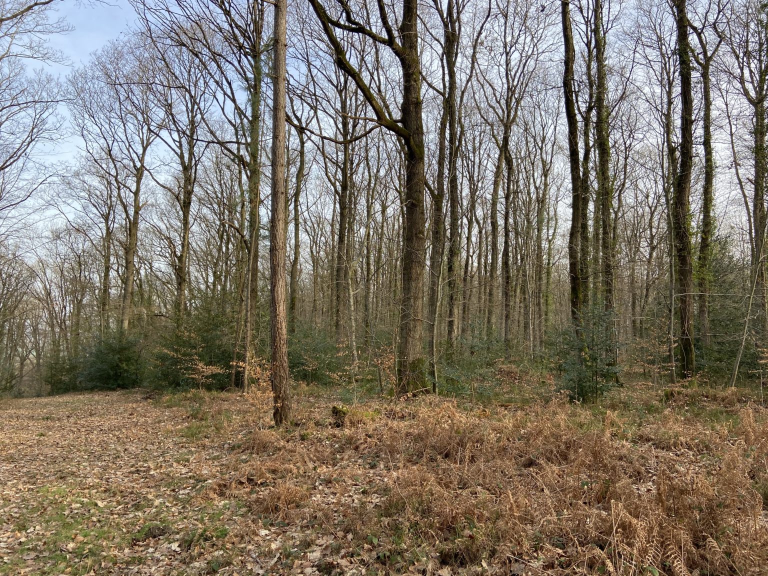 Photo de la forêt à vendre : Bois de Quévrue