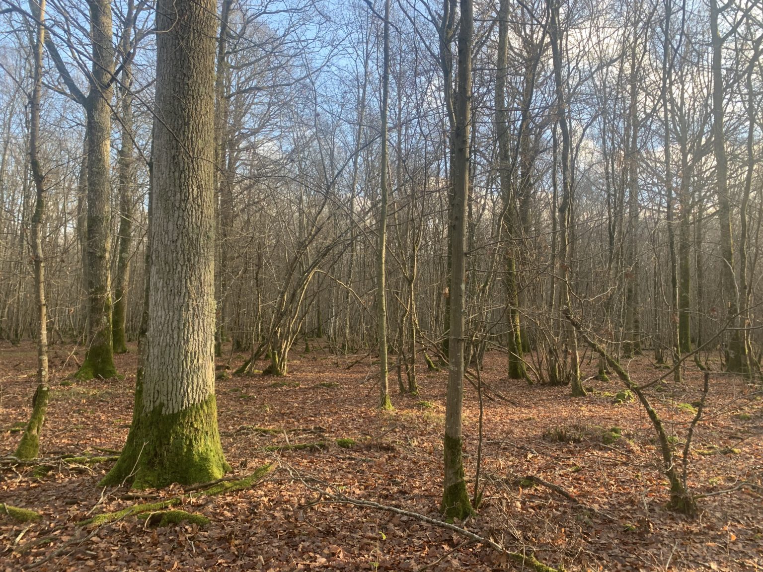 Photo de la forêt à vendre : Bois des Landes