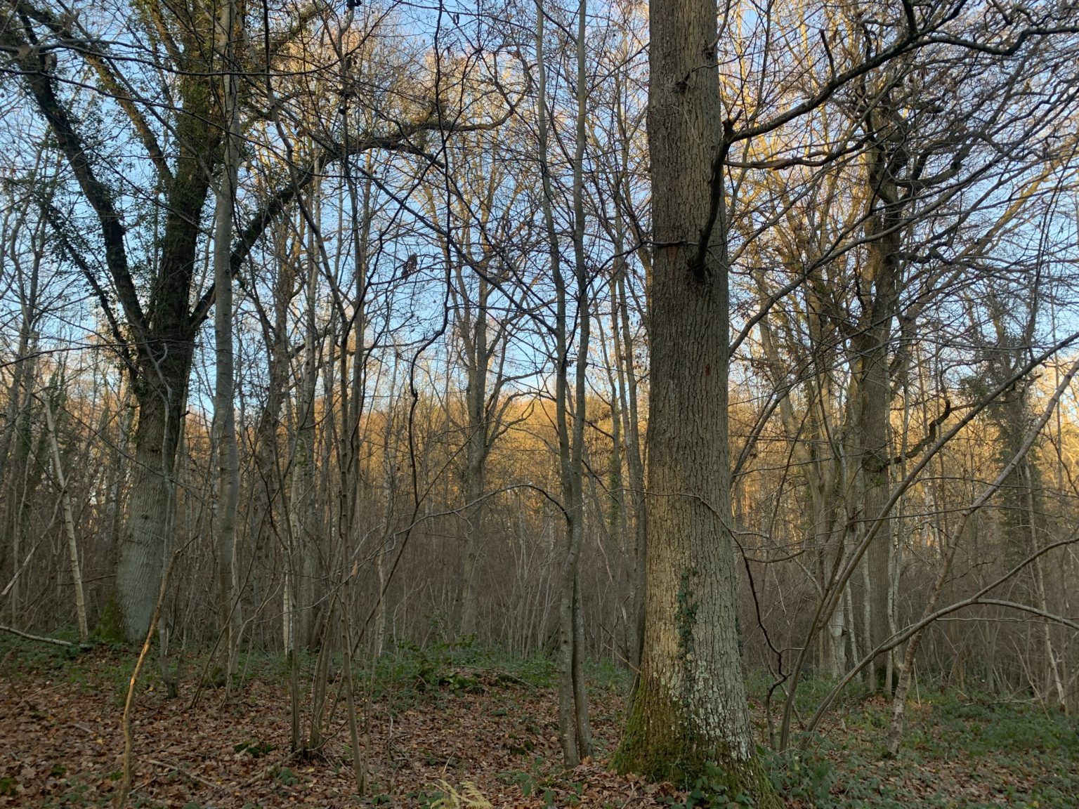 Photo de la forêt à vendre : Bois du Tilleul