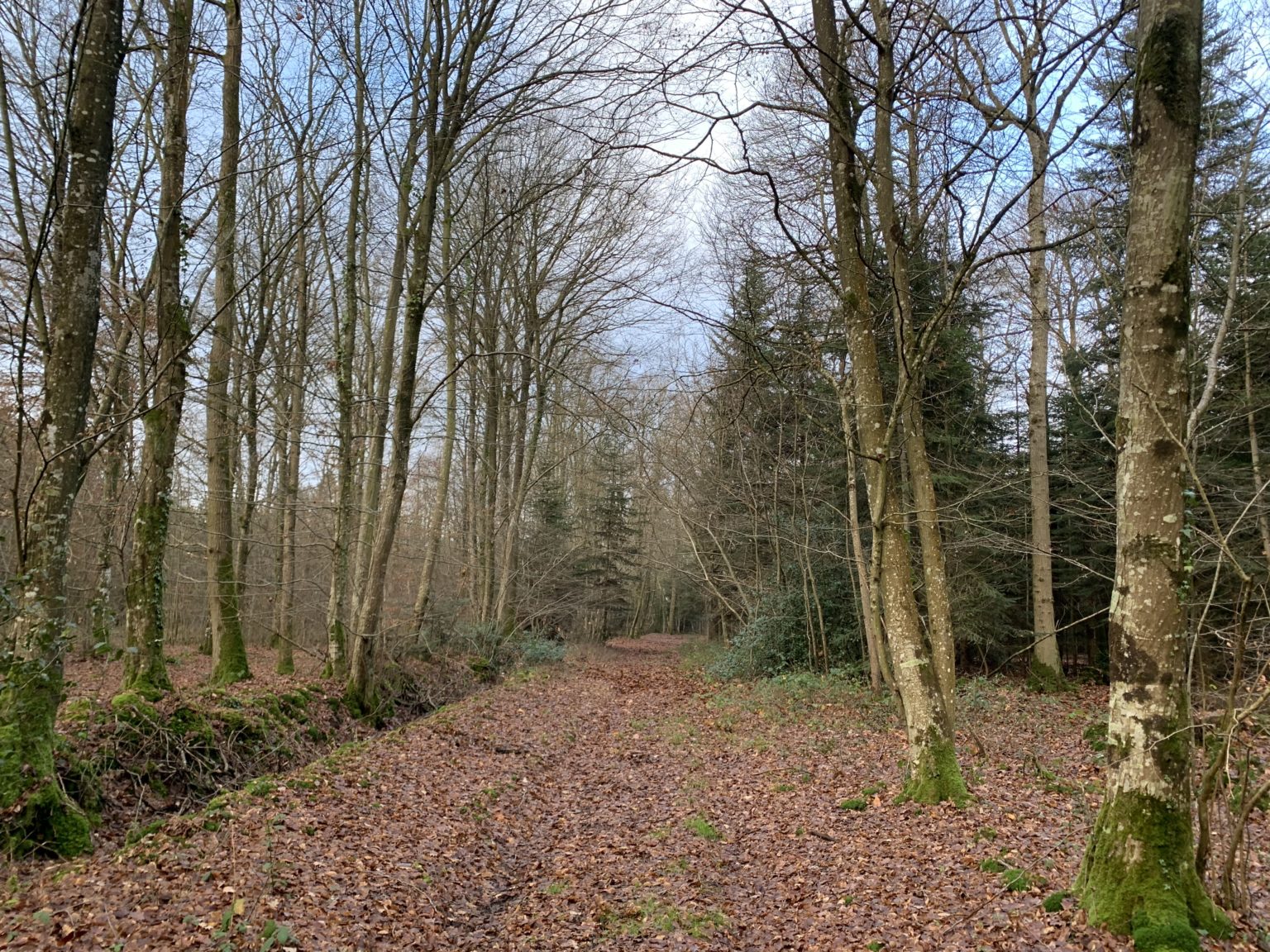 Photo de la forêt à vendre : Bois Neuf