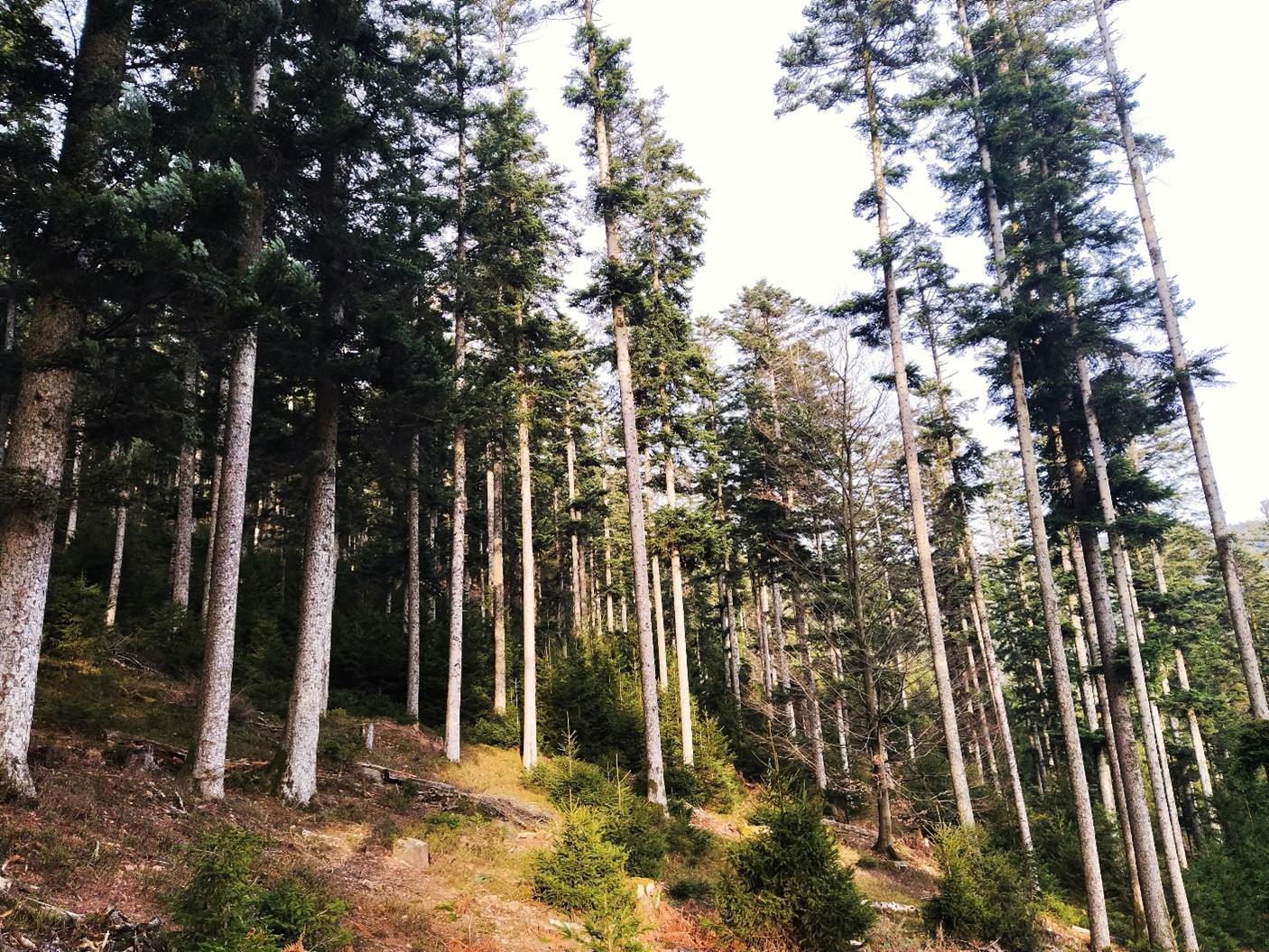 Photo de la forêt à vendre : Engin
