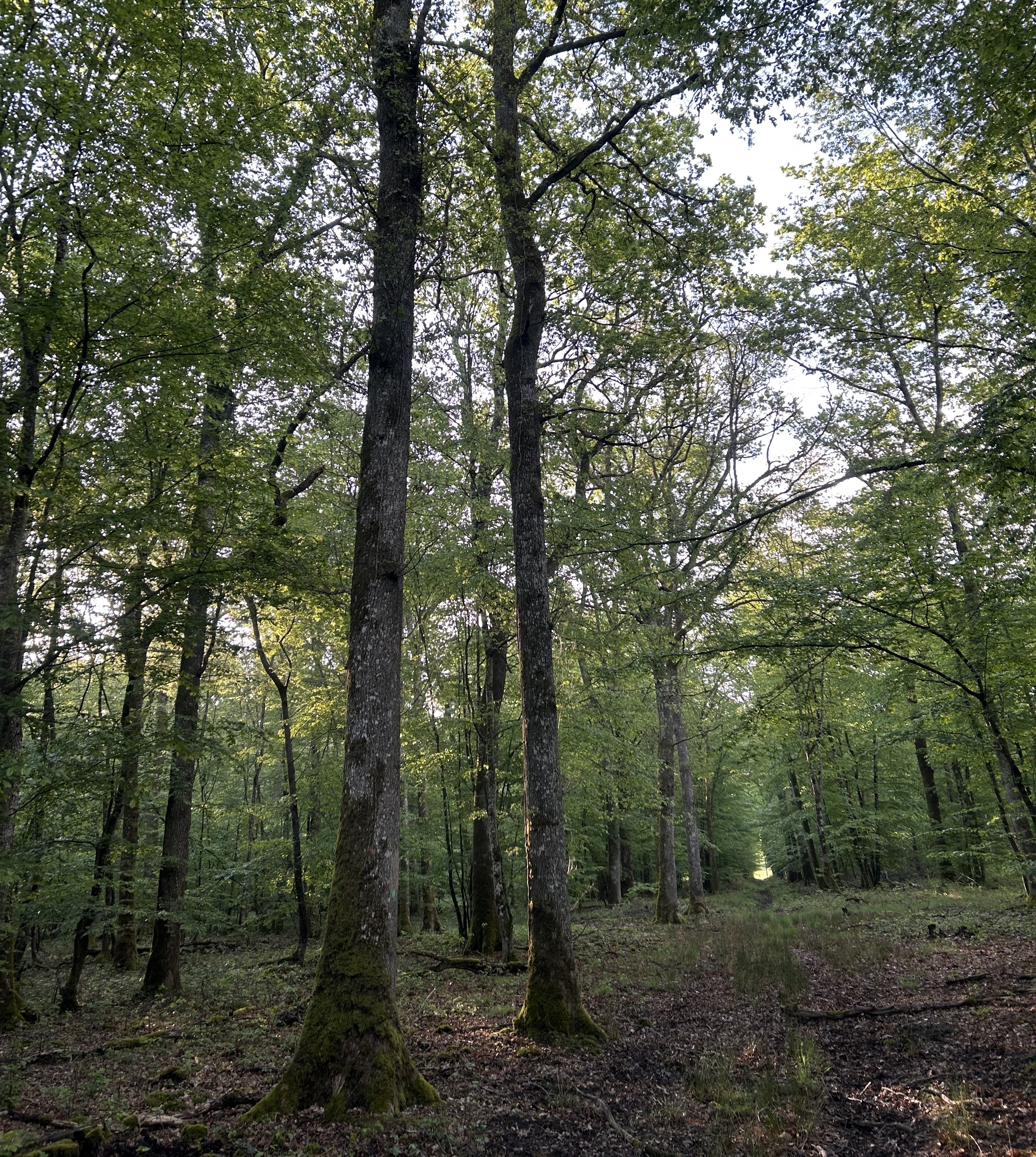 Photo de la forêt à vendre : Gueugnon