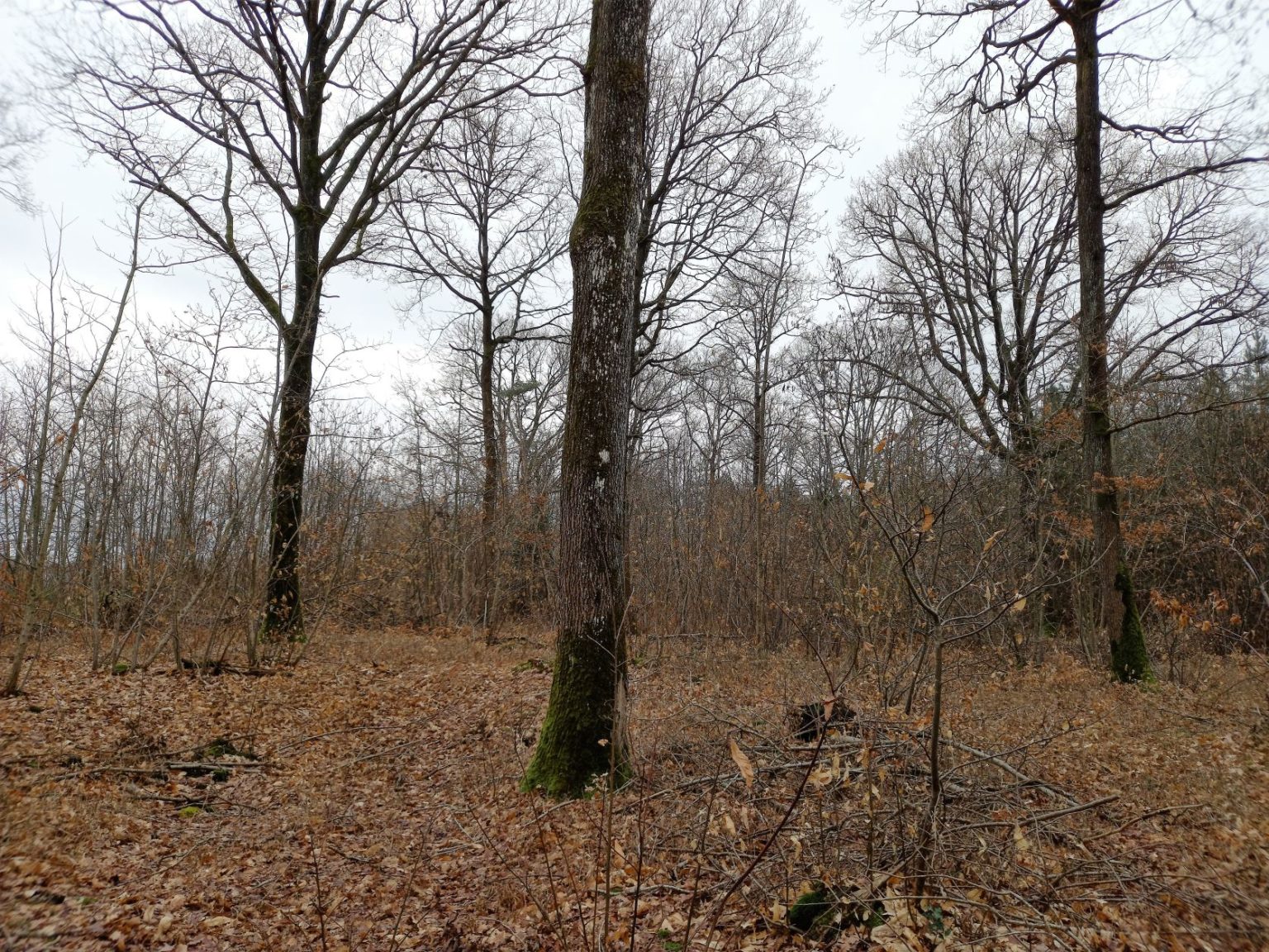Photo de la forêt à vendre : Monsort