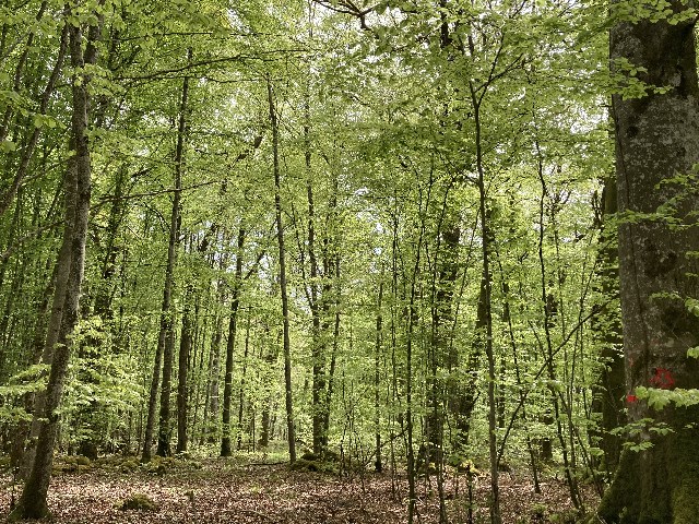 Photo de la forêt à vendre : Rochefort