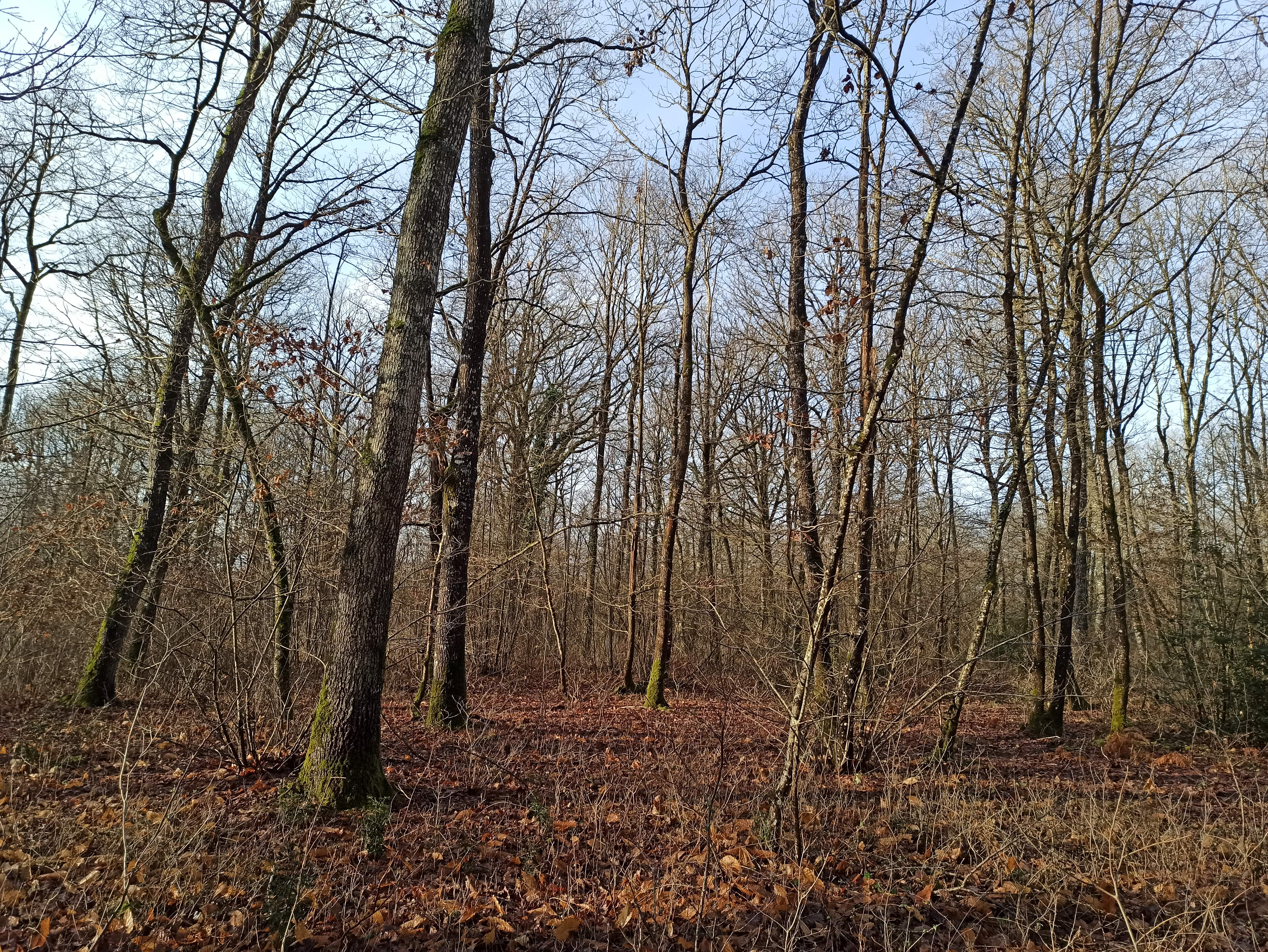 Photo de la forêt à vendre : Bois de Souvigné-sur-Sarthe
