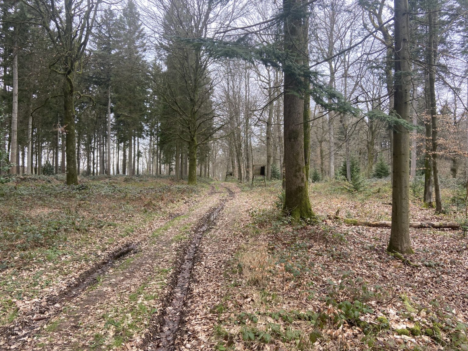 Photo de la forêt à vendre : Vaubert