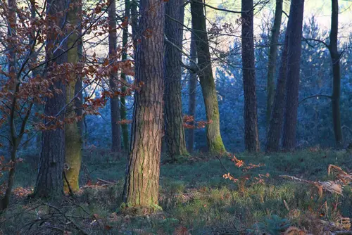 Image représentant une forêt, symbolisant les acquisitions forestières menées par Racines.