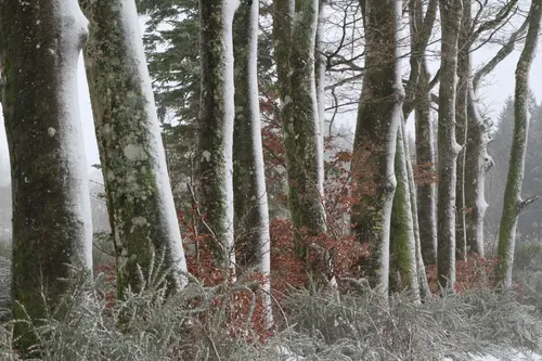 Image représentant un forêt sous la neige montrant notre engagement dans nos sessions d'audit forestier avec les experts de Racines.