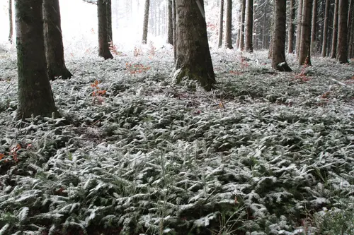 Forêt feuillue utilisée pour illustrer l’expertise forestière