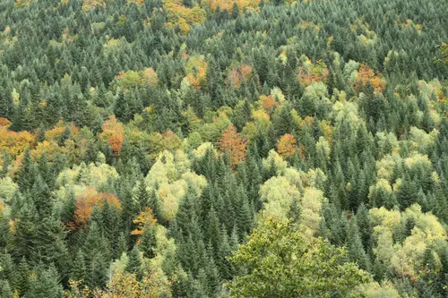 Gestion de votre patrimoine forestier avec Racines