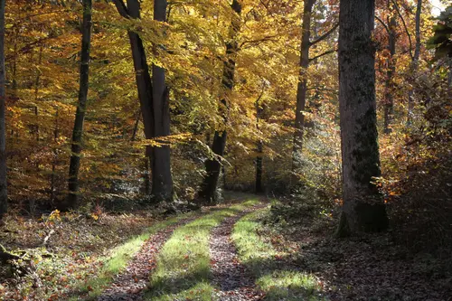 Photo d'une forêt de feuillus en autome, lien vers la page Gestion de patrimoine forestier