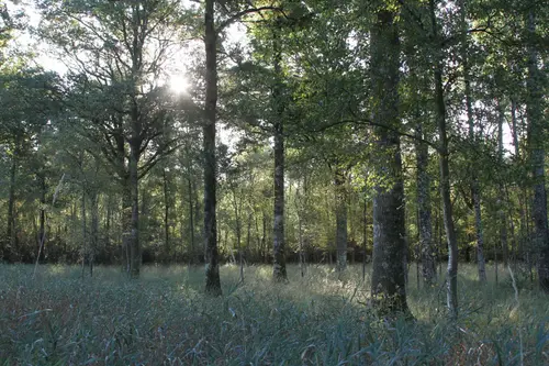 Photo d'une forêt de résineux, lien vers la page Investir en forêt.