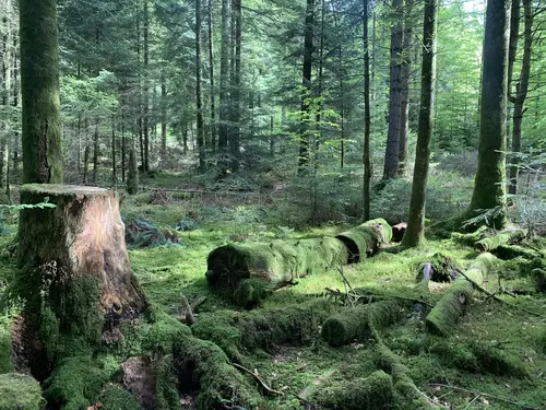 Photo d'une forêt représentant nos valeurs forestières.