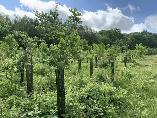 Plantation de chêne avec protections des individuelles