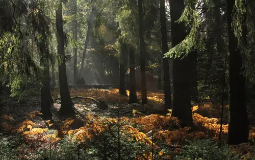 Image de forêt représentant la vente de grands domaines forestiers.