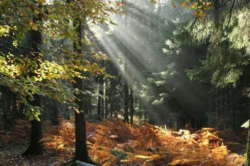 Photo d'une forêt ensoleillée, lien vers la page Vente de forêts
